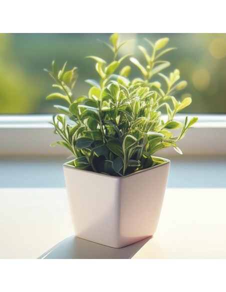 CK-2015 Bitki Yetiştirme Seti